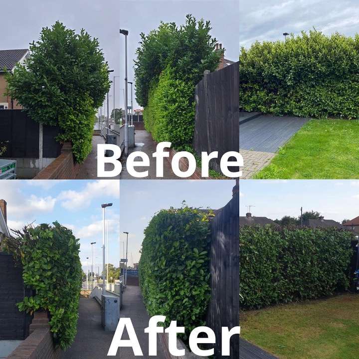 Before and after hedge cutting — three different hedges trimmed and shaped in Romford