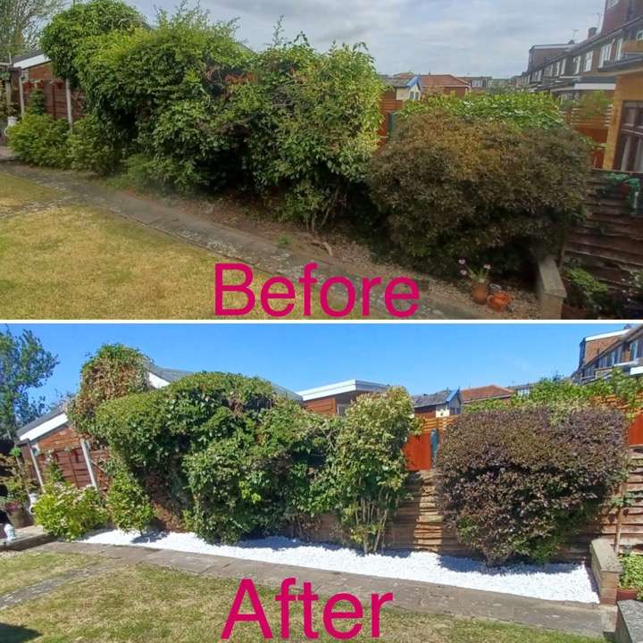 Before and after hedge cutting with white gravel border — hedge reduction project in East London