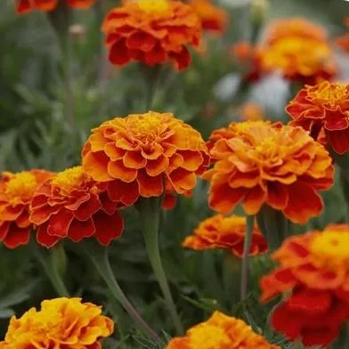 Marigolds at HvH Specialty Growers