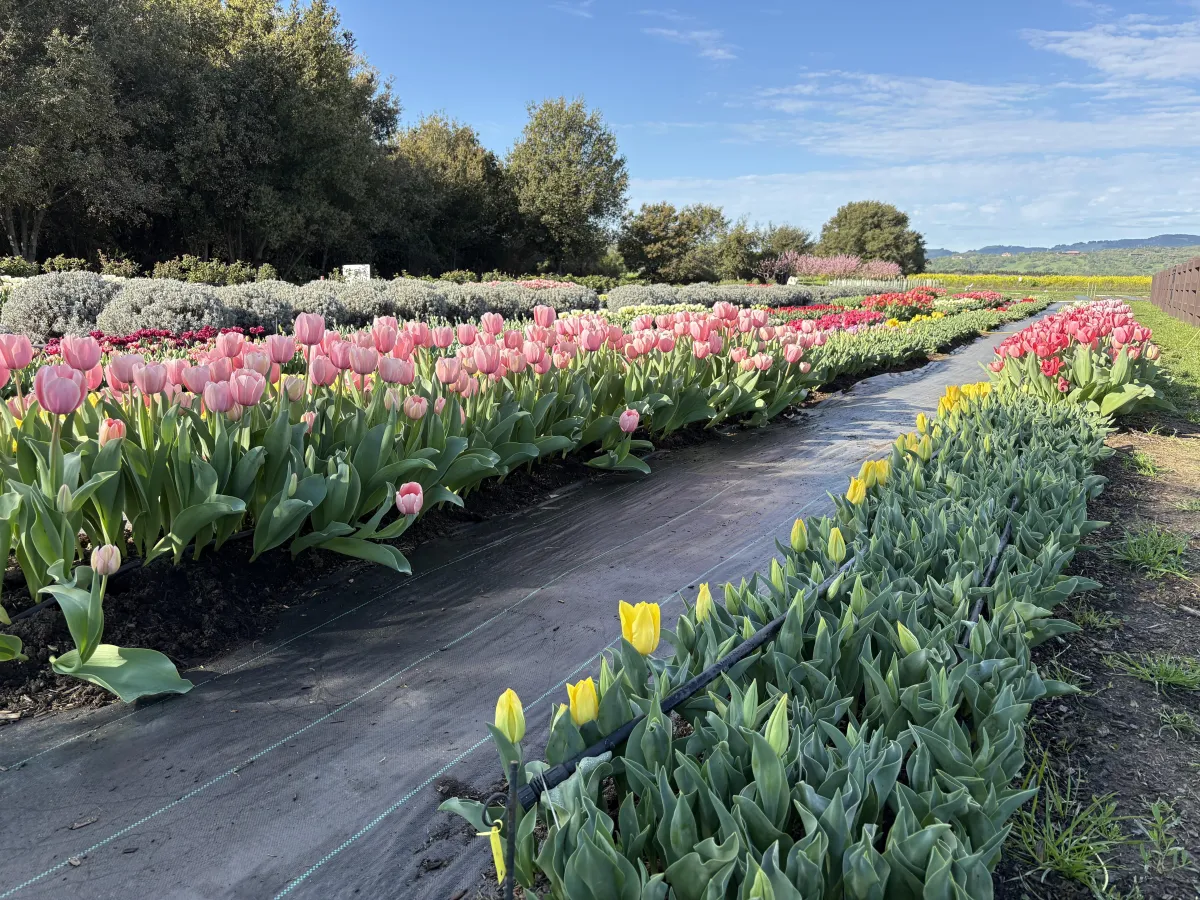 Tulip flower field at HvH Specialty Growers