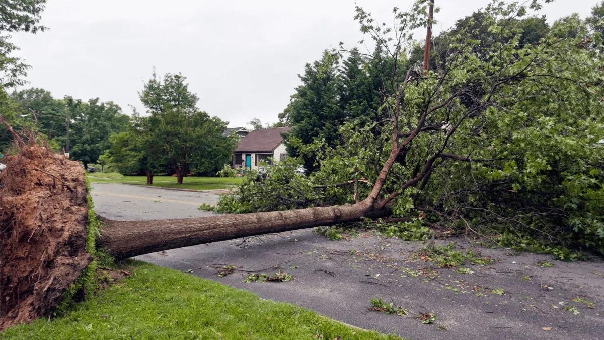 Tree Emergency