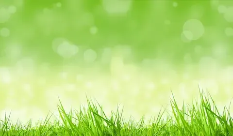 Fresh green grass with soft blurred background | Brooklyn Park Lawn & Snow lawn care