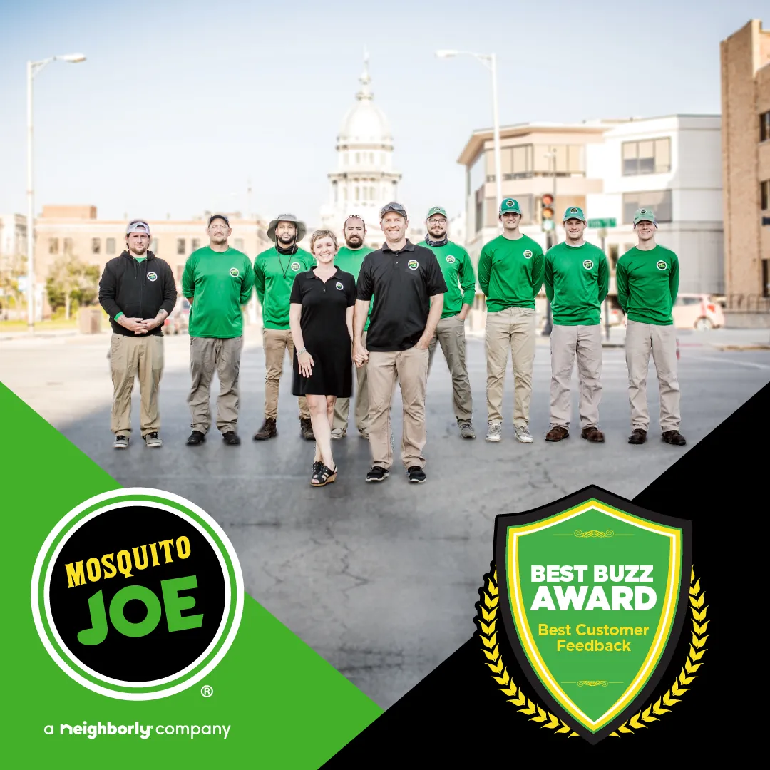 brown winged insect photograph