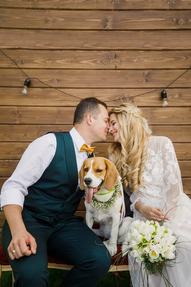 Bride and groom cuddling their pet dogs at their pet-friendly wedding