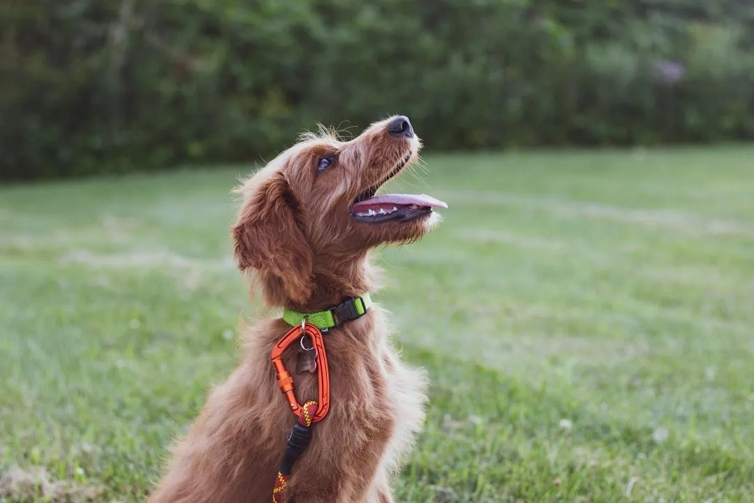 a brown and black dog running across a lush green field