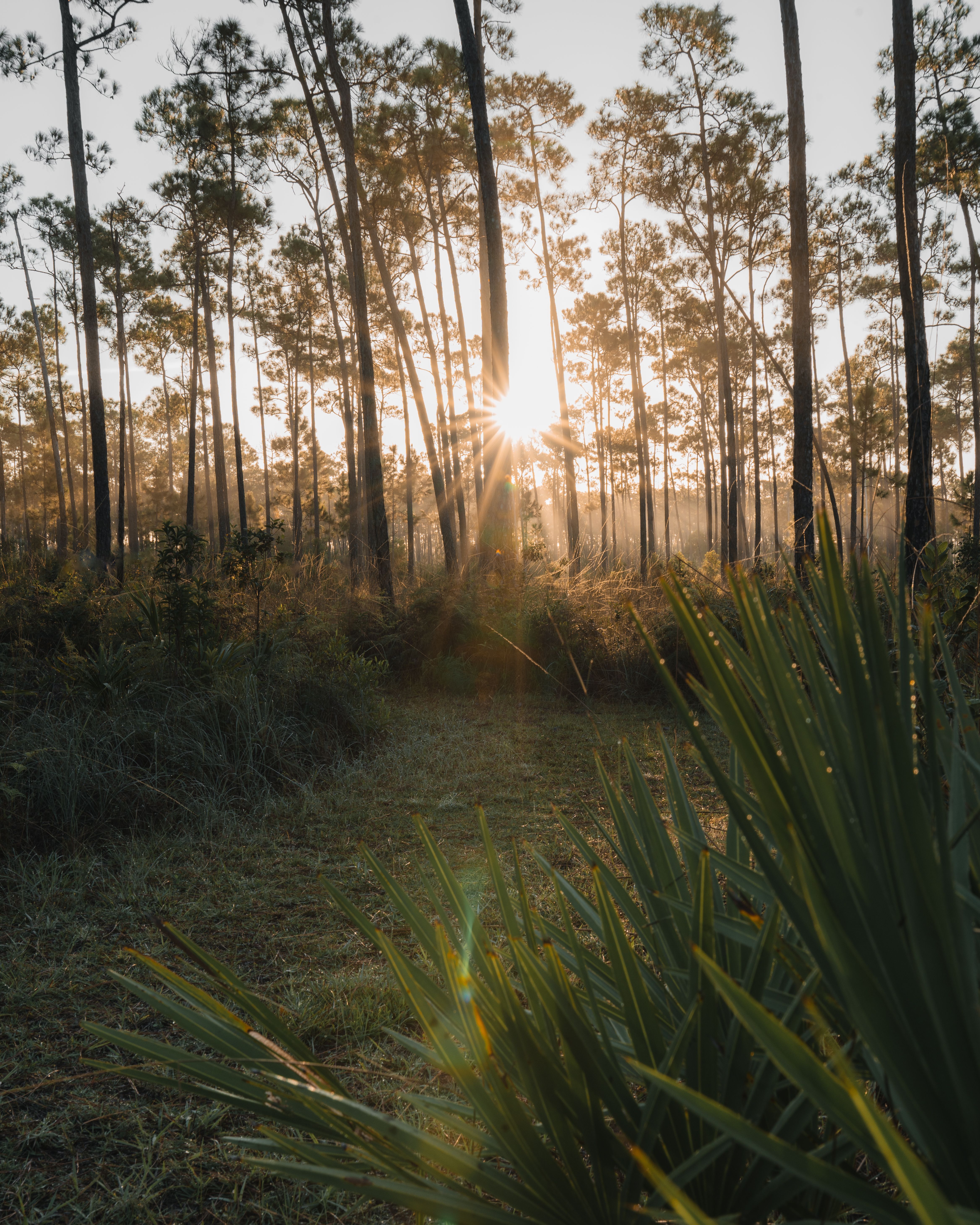 Vacant land for sale in Southwest Florida at sunrise