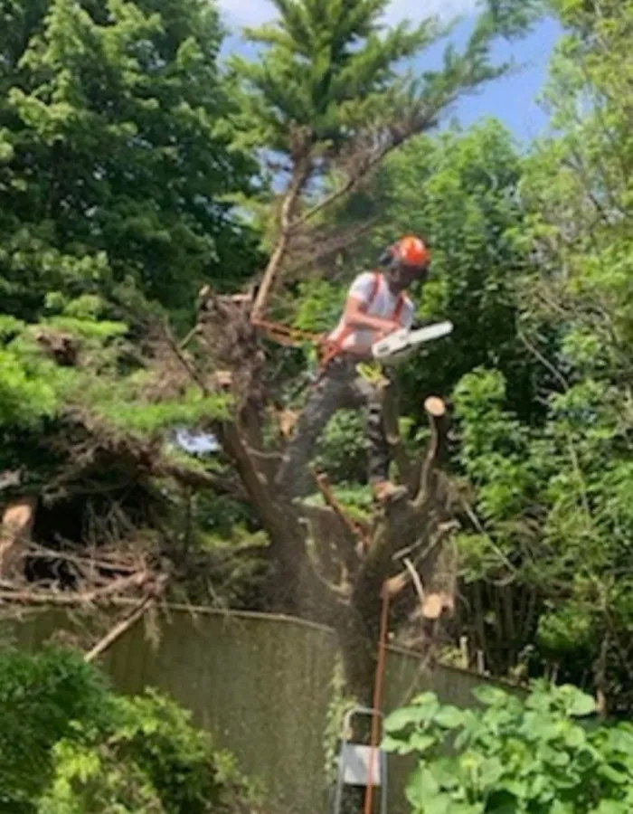 Our Cardiff tree services in action at the top of a tree