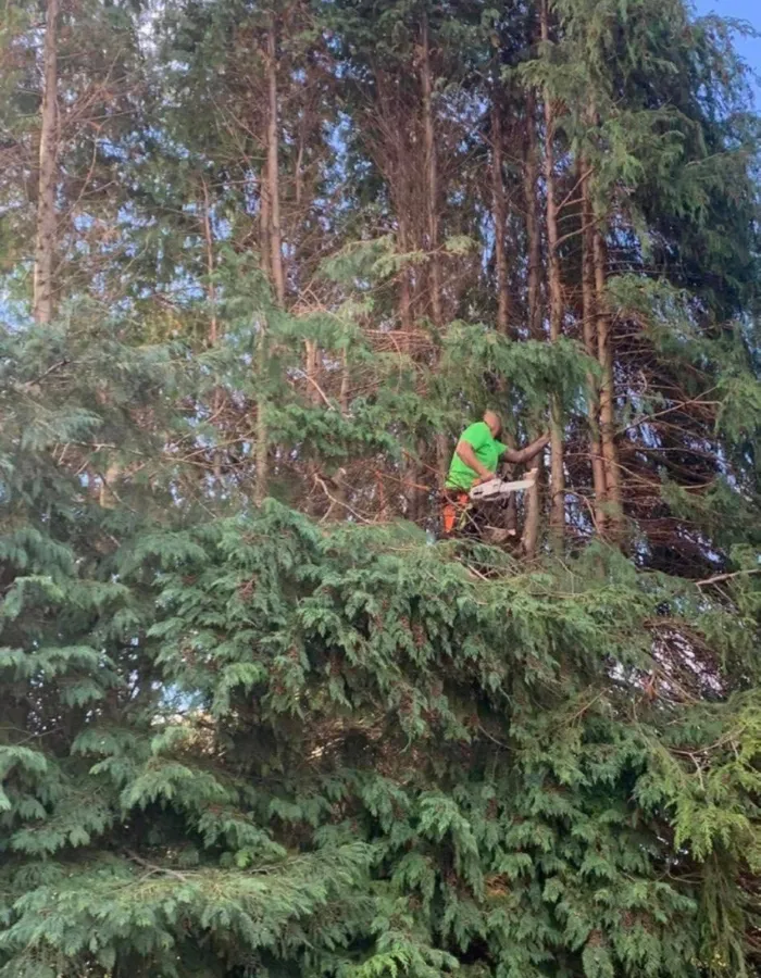 Dead wooding photo