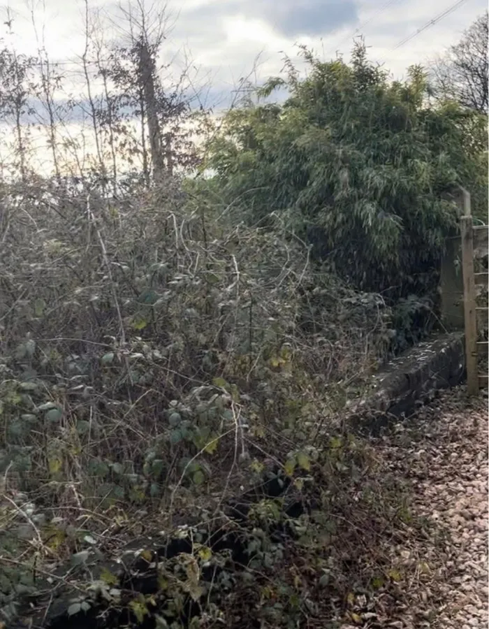 Crown thinning photo