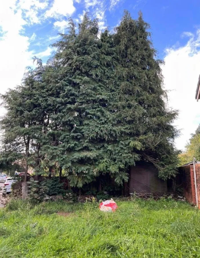 Crown reduction photo