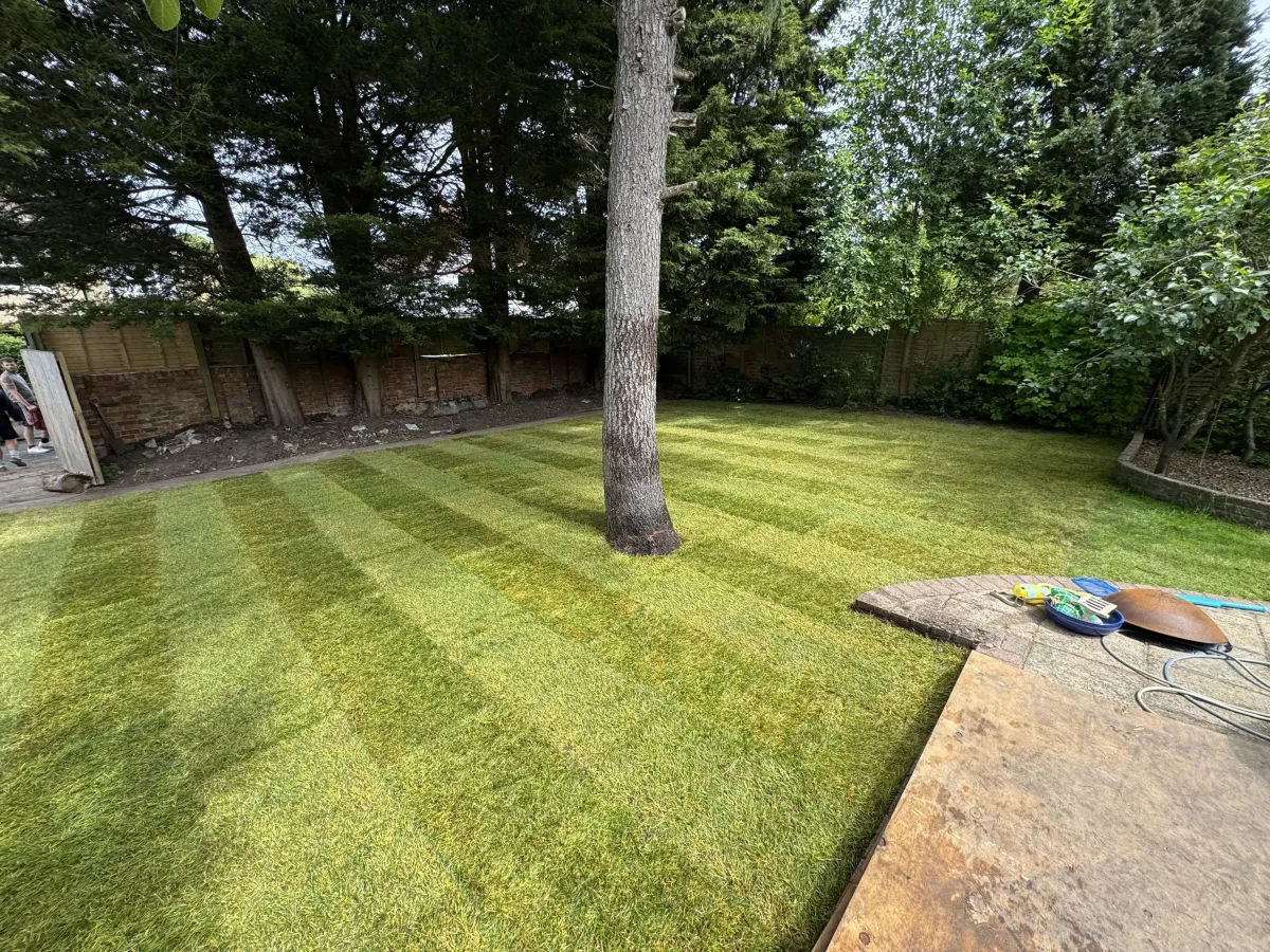 Freshly laid natural turf installation creating a healthy green lawn in a residential garden.