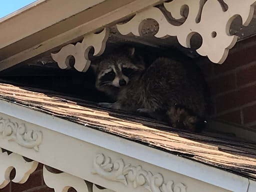 Wildlife Removal MONTREAL