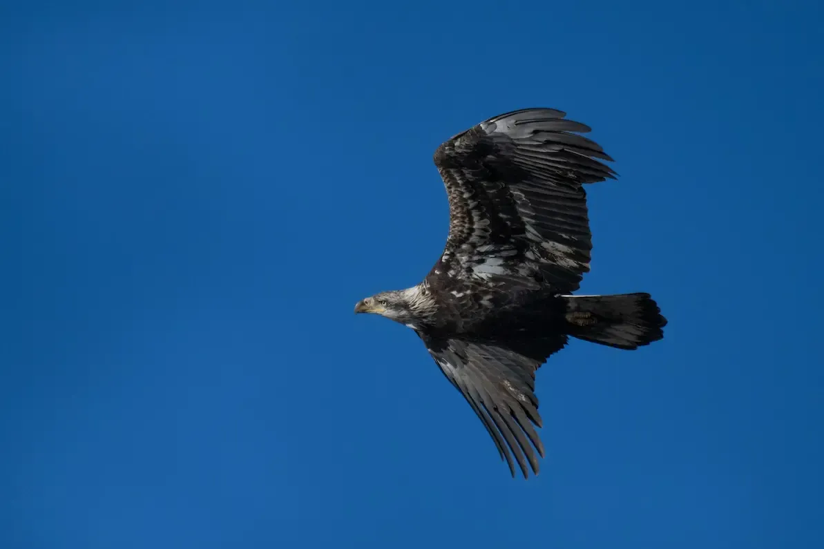 Bird Control in MONTREAL
