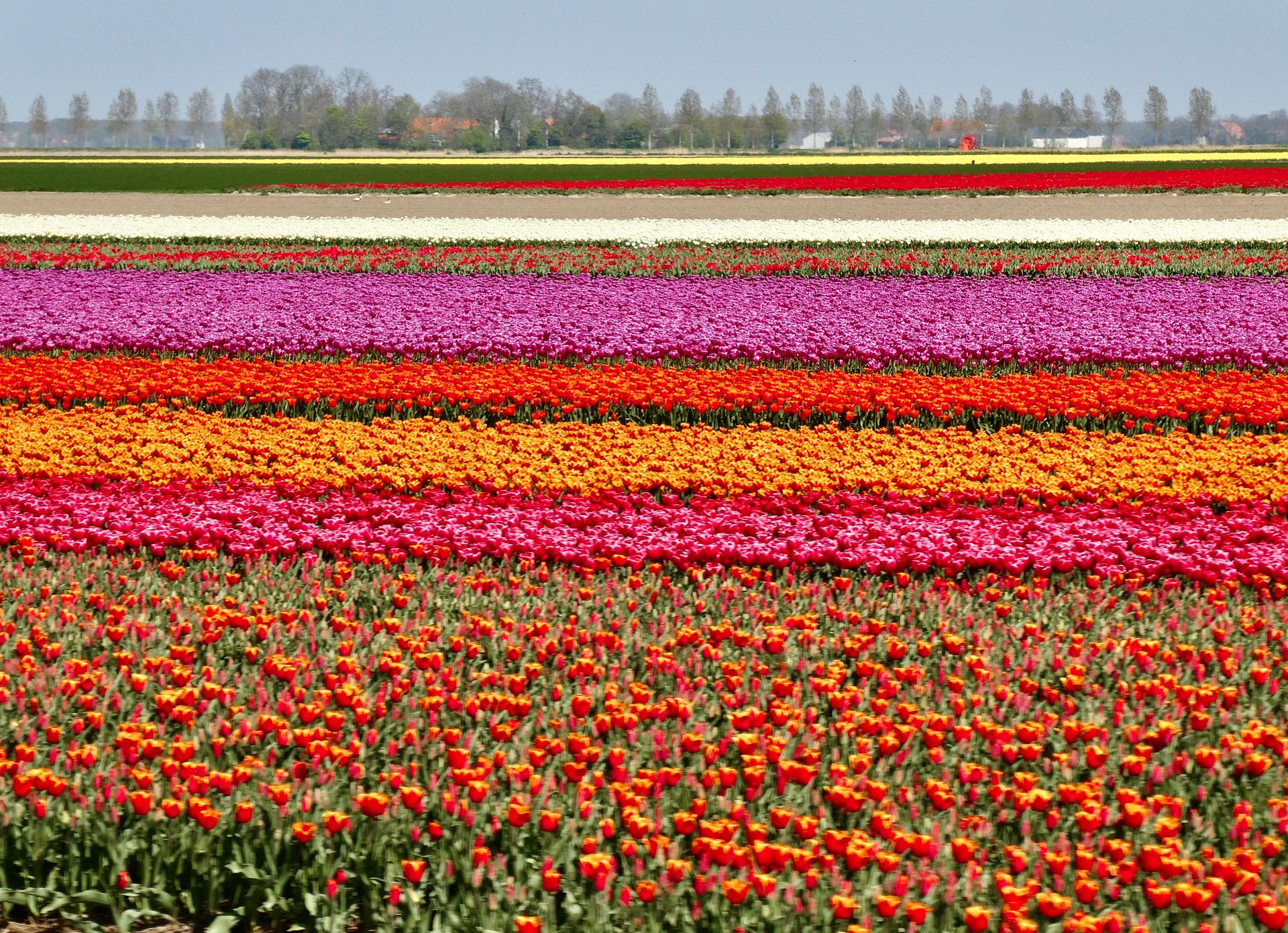 Lessons From the Field: What Nonprofits can Learn from Local Flower Farmers