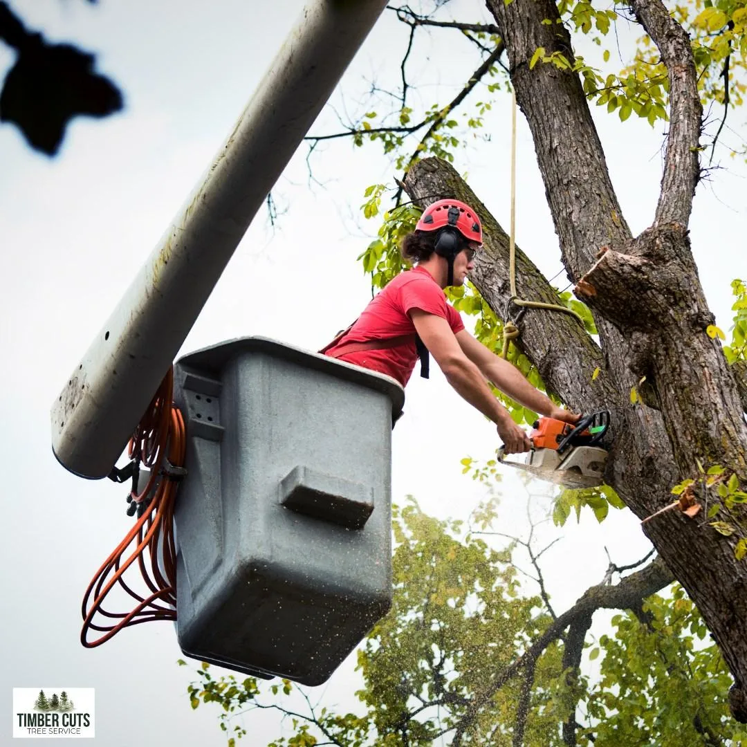 tree trimming services 