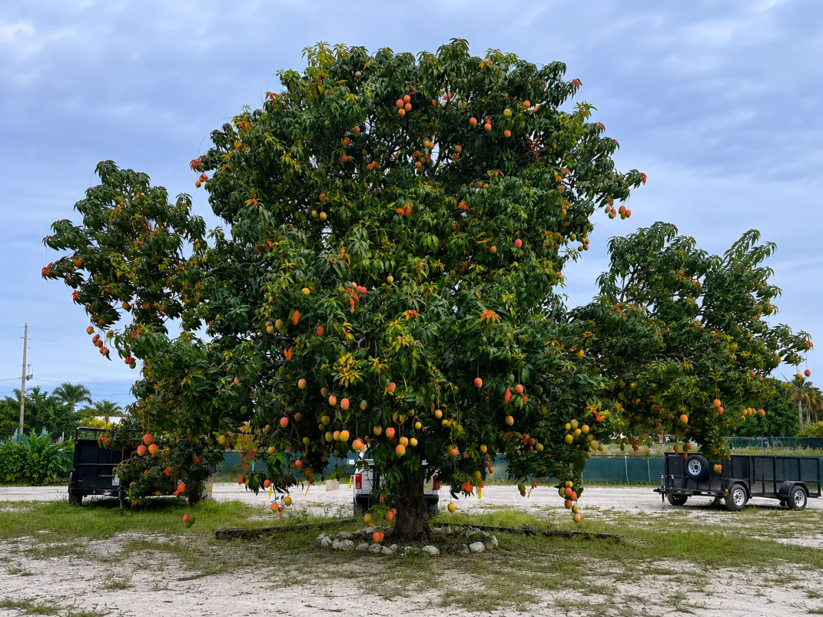 Green mangoes hanging from a lush mango tree.
