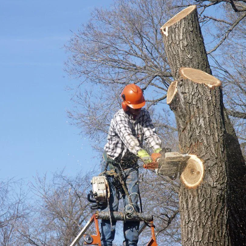 tree service