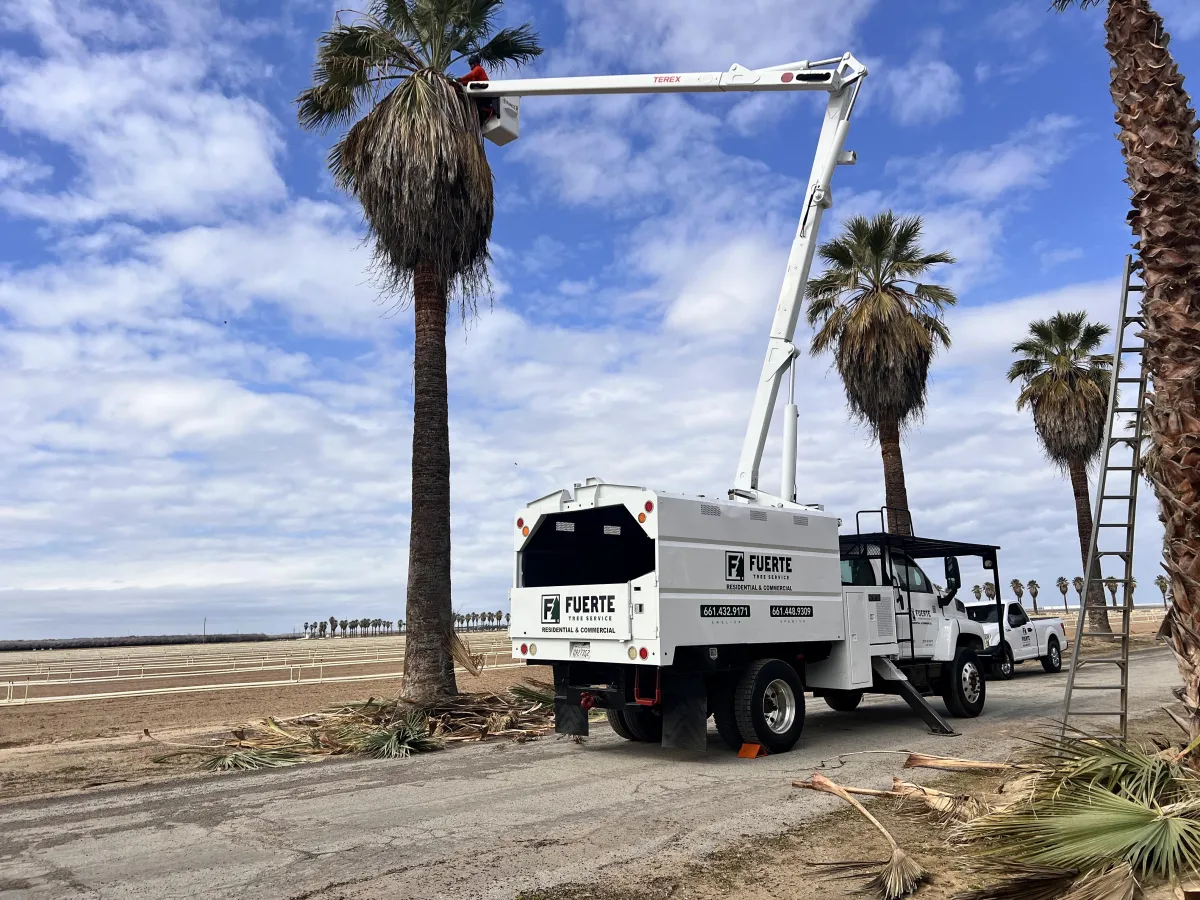 bakersfield tree trimming