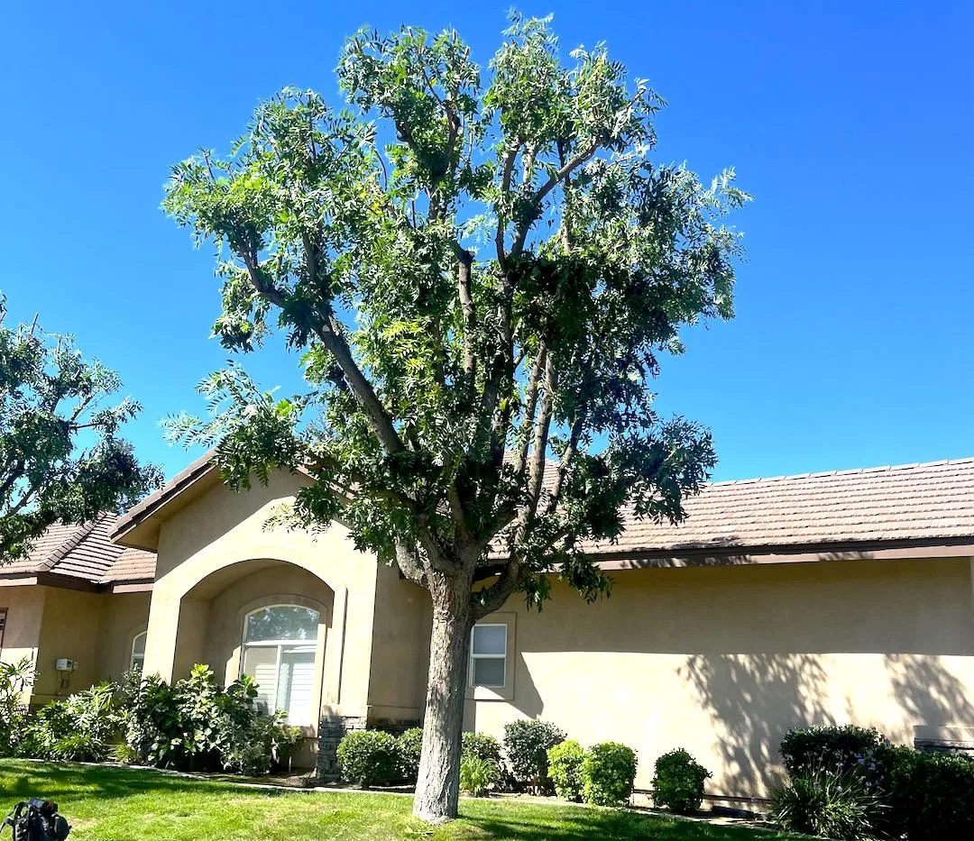 bakersfield tree trimming