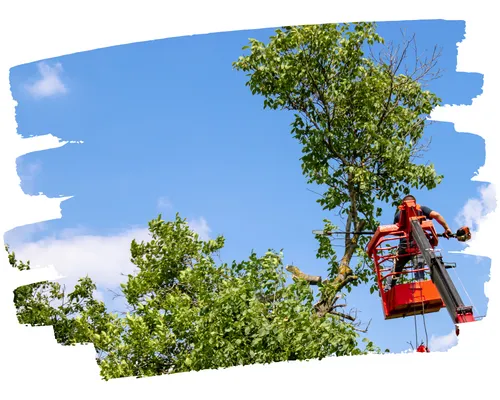 tree trimming