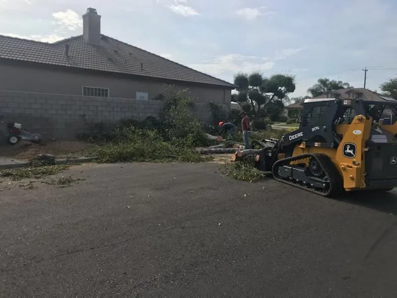 Tree service Bakersfield 