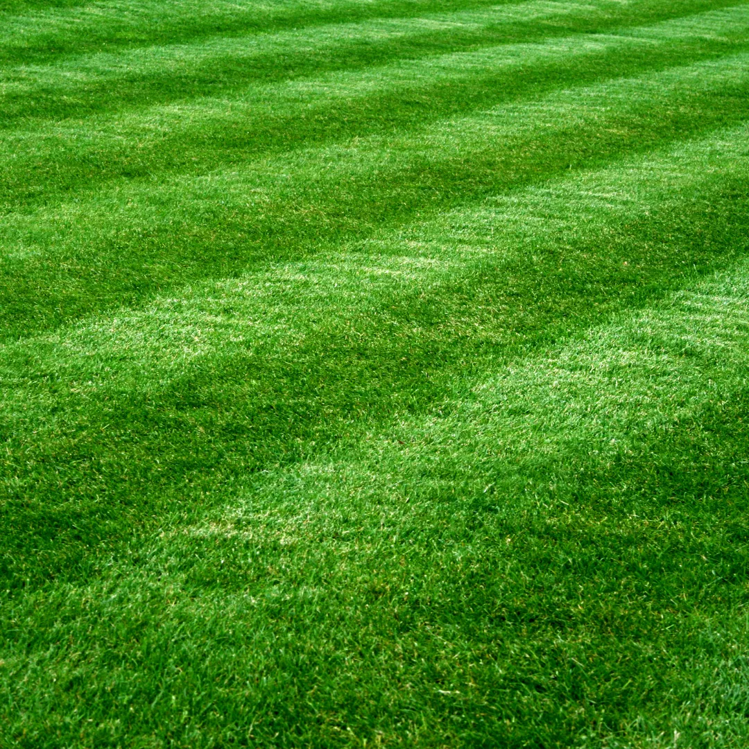 lawn care marion nc, lawn mowing marion nc, grass cutting marion nc, lawn maintenance marion nc, yard cleanup marion nc, seasonal cleanup marion nc, landscaping marion nc