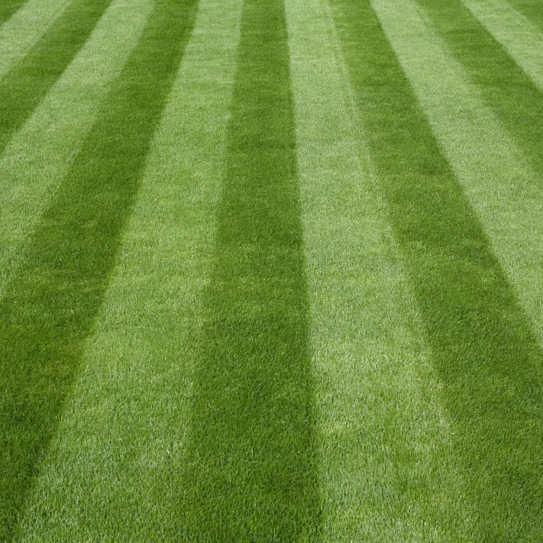 lawn care wareham ma, landscaping wareham ma, lawn mowing middleboro ma, landscaper marion ma, landscape design marion ma, mulch installation fairhaven ma, yard cleanup mattapoisett ma, lawn maintenance dartmouth ma, landscaping new bedford ma, paver patio installation plymouth ma, retaining wall fall river ma, landscape company southeastern ma, lawn care near me, landscaping near me, hardscaping wareham ma, drainage solutions marion ma, mulching services rochester ma, spring and fall cleanups ma, residential landscaping ma, commercial landscaping ma