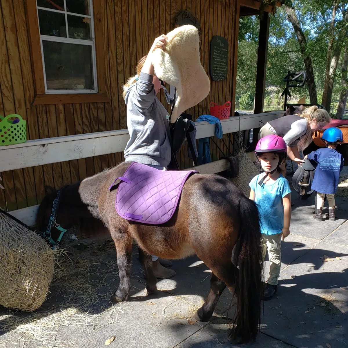 Tiny Tot is grooming with her trainer