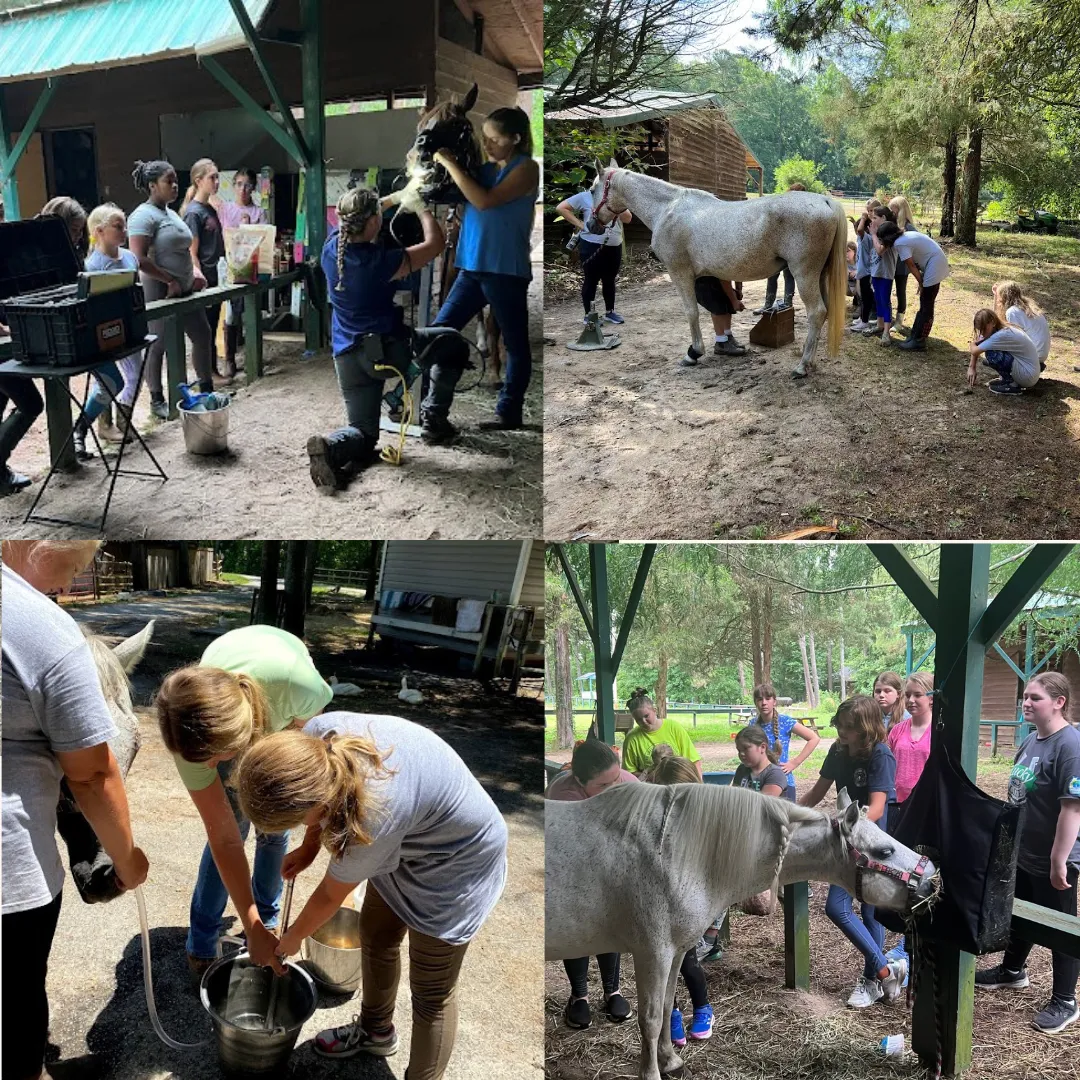 Learning themes at Horse Camp 