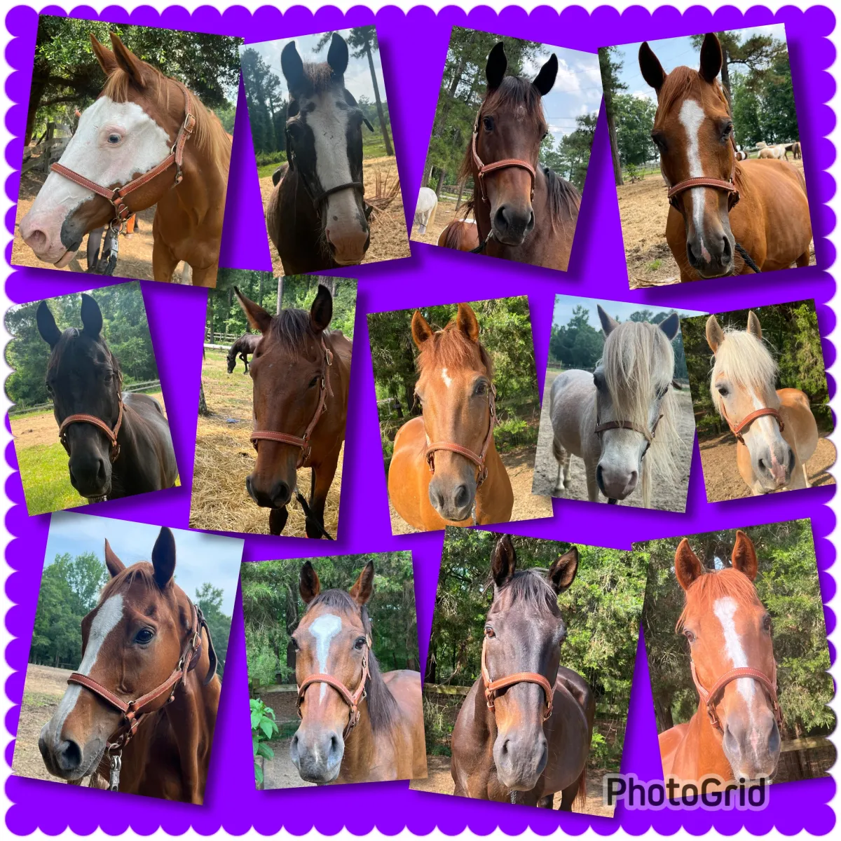 Our horses here at Camp 