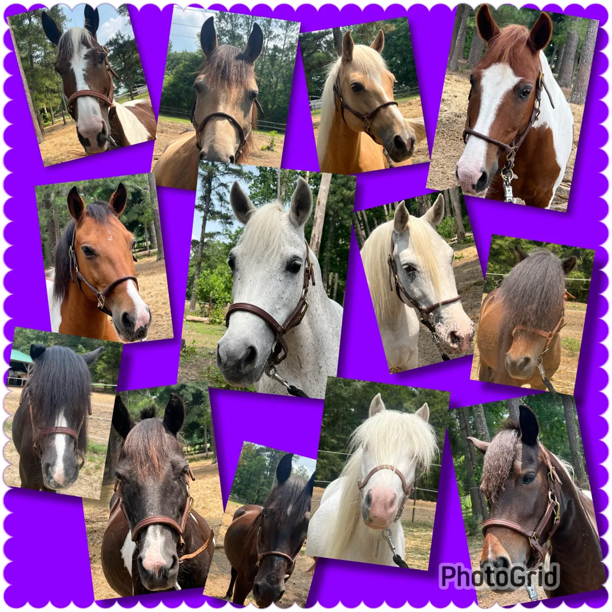 More of our horses here at camp