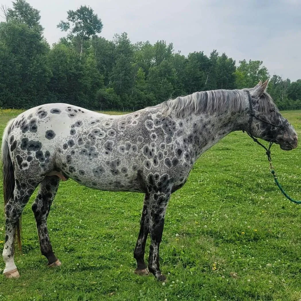 Foundation Appaloosa stallion Nuksay showing rare halo-spotted leopard coat, standing in lush green pasture at Spotted Gang.
