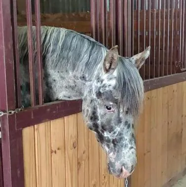 Headshot of Foundation Appaloosa stallion Nuksay in stall, showing mottled skin, blue roan coat, and spotted face pattern.