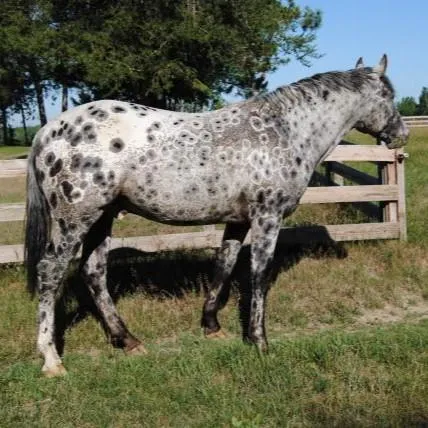 Foundation Appaloosa stallion Nuksay showcasing dramatic halo leopard spotting in sunlight at Spotted Gang Appaloosas.