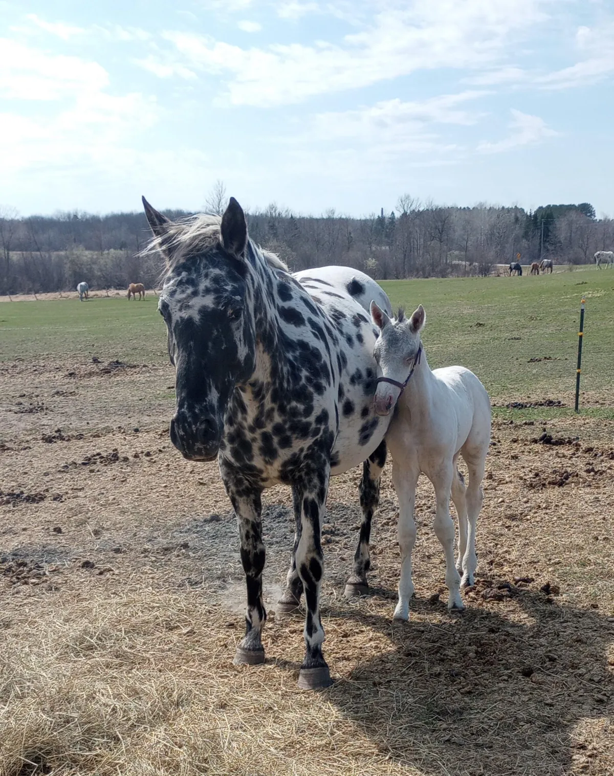 Foundation Appaloosa mare BCA Tofoz Pahsimeroi with her fewspot foal, standing together in spring pasture at Spotted Gang.