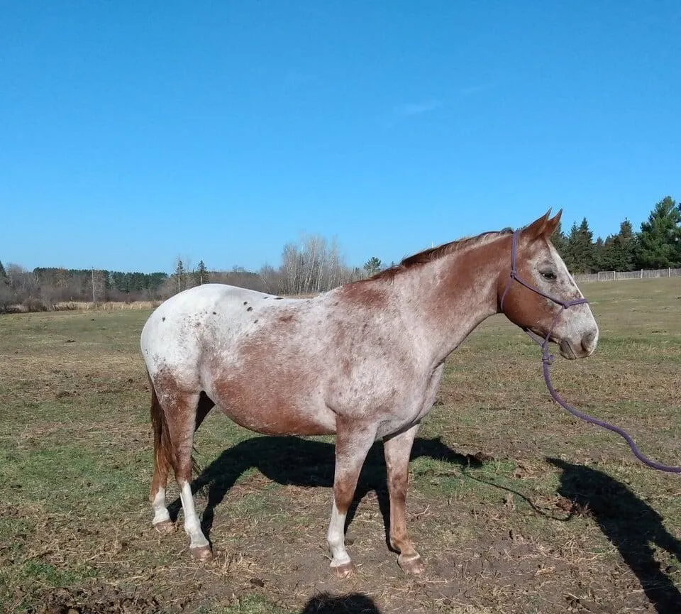 Chareds Pawnee Lady, GAP 4 Foundation Appaloosa broodmare, shown in profile with a red roan coat and bold spotting, standing in a pasture under clear blue sky.