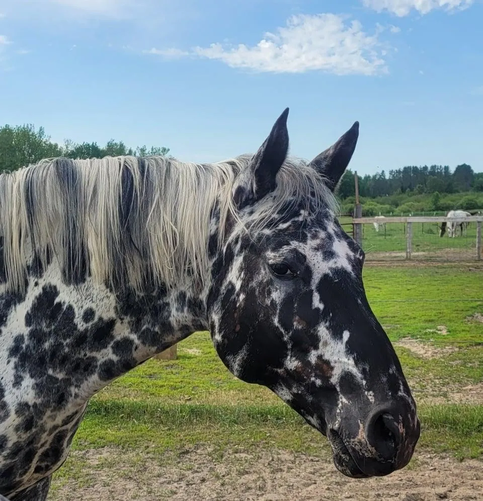 Headshot of leopard Appaloosa mare Pahsimeroi, showcasing bold spotting, mottled skin, and long white mane in summer pasture.