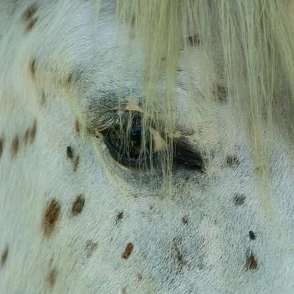 Close-up of Appaloosa horse eye with surrounding mottled skin—reflecting calm, kind personality valued at Spotted Gang Appaloosas.
