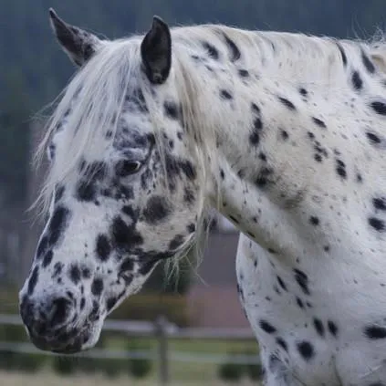 Example Appaloosa coat with full leopard spotting and white mane—ideal color type bred for at Spotted Gang Appaloosas