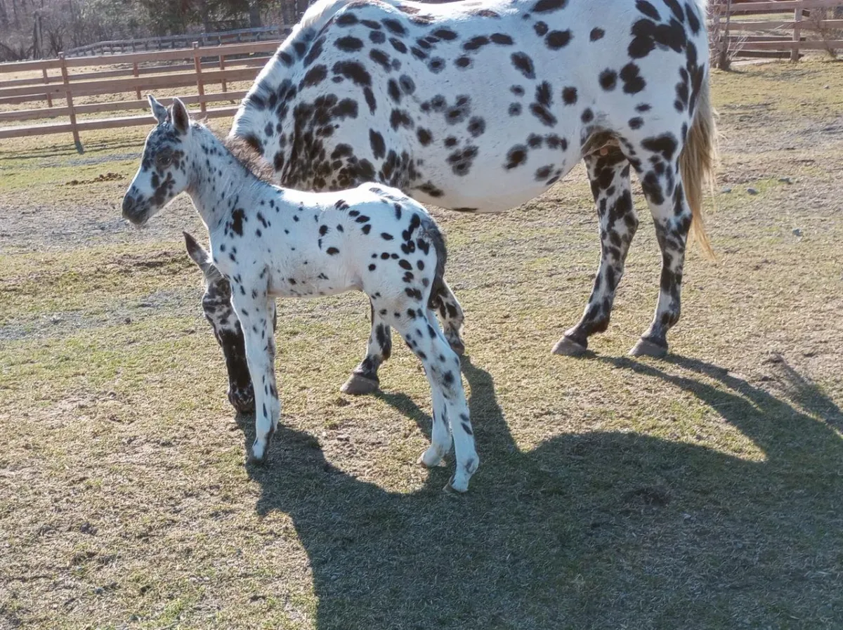 Appaloosa filly Papas Nuktanga, foaled 3-24-24, by Nuksay—leopard pattern with dam in pasture at Spotted Gang Appaloosas.