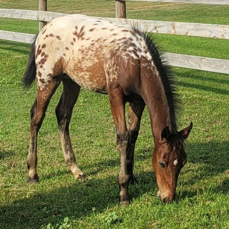 Appaloosa colt Papas Nukpaw, foaled 4-9-24 by Nuksay, red bay with blanket and spotting, grazing in pasture at Spotted Gang.