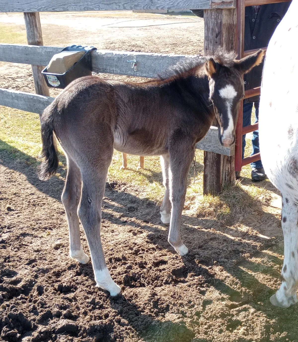 2024 Appaloosa colt KJ Nuksay Fantasie by Nuksay, dark coat with blaze, owned by Keenan family, photographed at the fenceline.