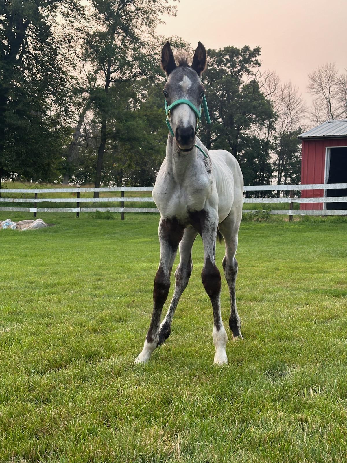2024 Appaloosa colt 'Flint' by Nuksay, upright and alert with green halter, owned by the Lannon family, in grassy paddock.
