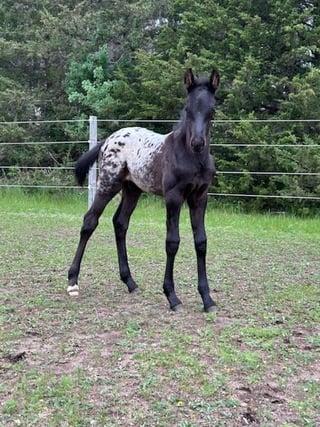 April 2025 black Appaloosa colt by Nuksay, blanket-spotted, standing alert in paddock. Owned by Danyell Zak.