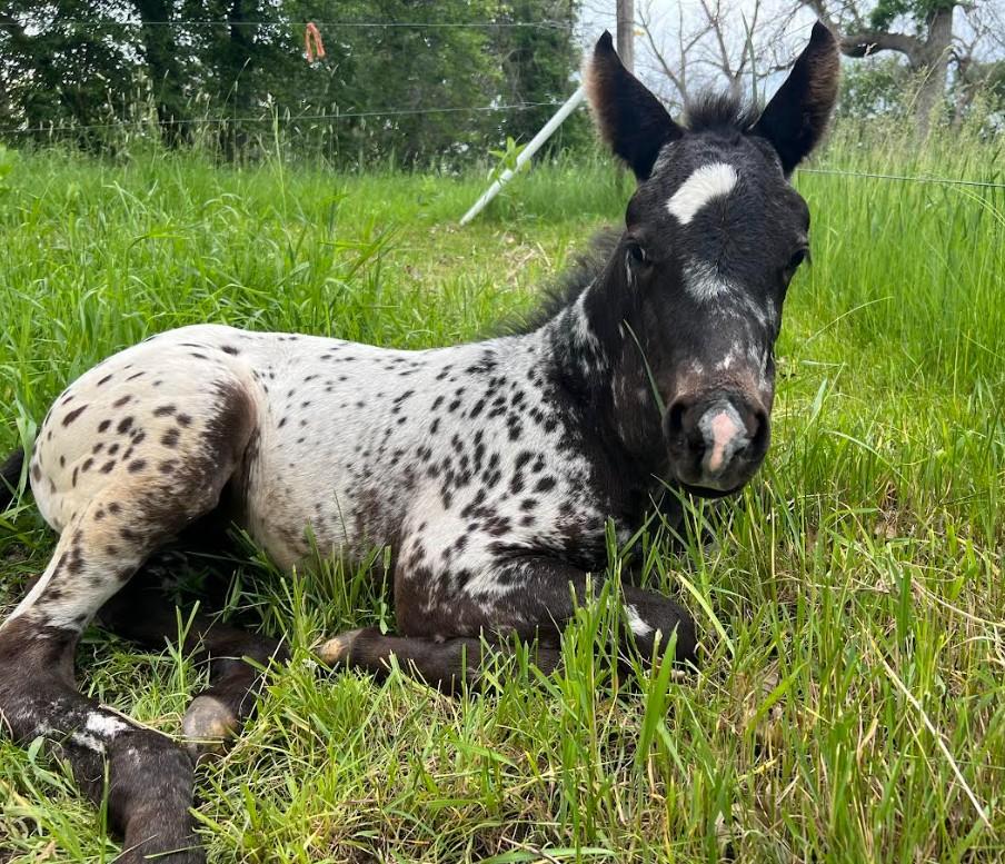 May 2025 Appaloosa filly by Nuksay, blanket-spotted with blaze and mottled nose, resting in grass. Owned by Keenan Lenzen.