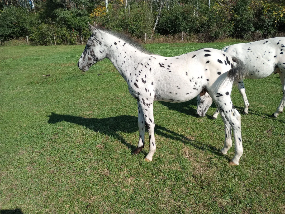 Leopard Appaloosa colt Papa Nuksays Patchy Rain, foaled 5-26-23 by Nuksay, boldly spotted and standing alert in pasture.