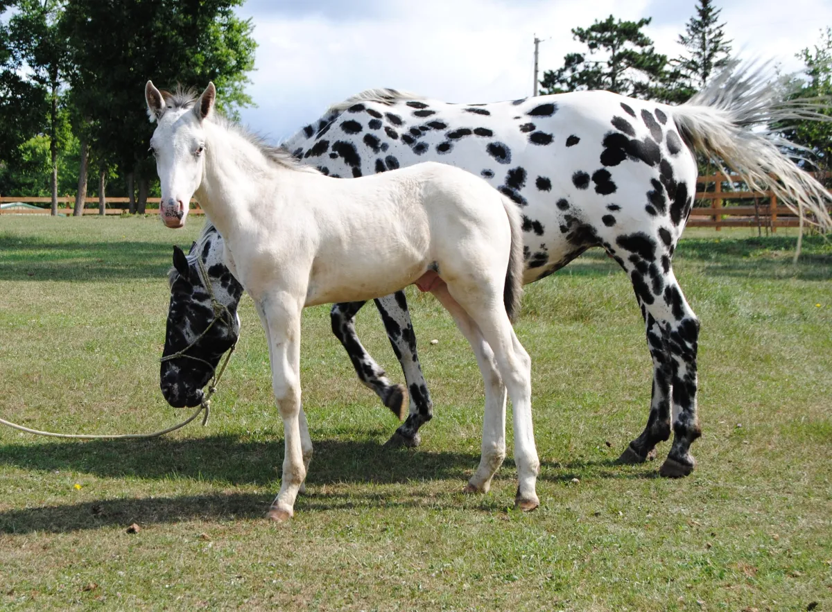 Appaloosa colt Papa Nuksays Smoke, foaled 4-12-23 by Nuksay, fewspot pattern with leopard dam, standing in pasture.