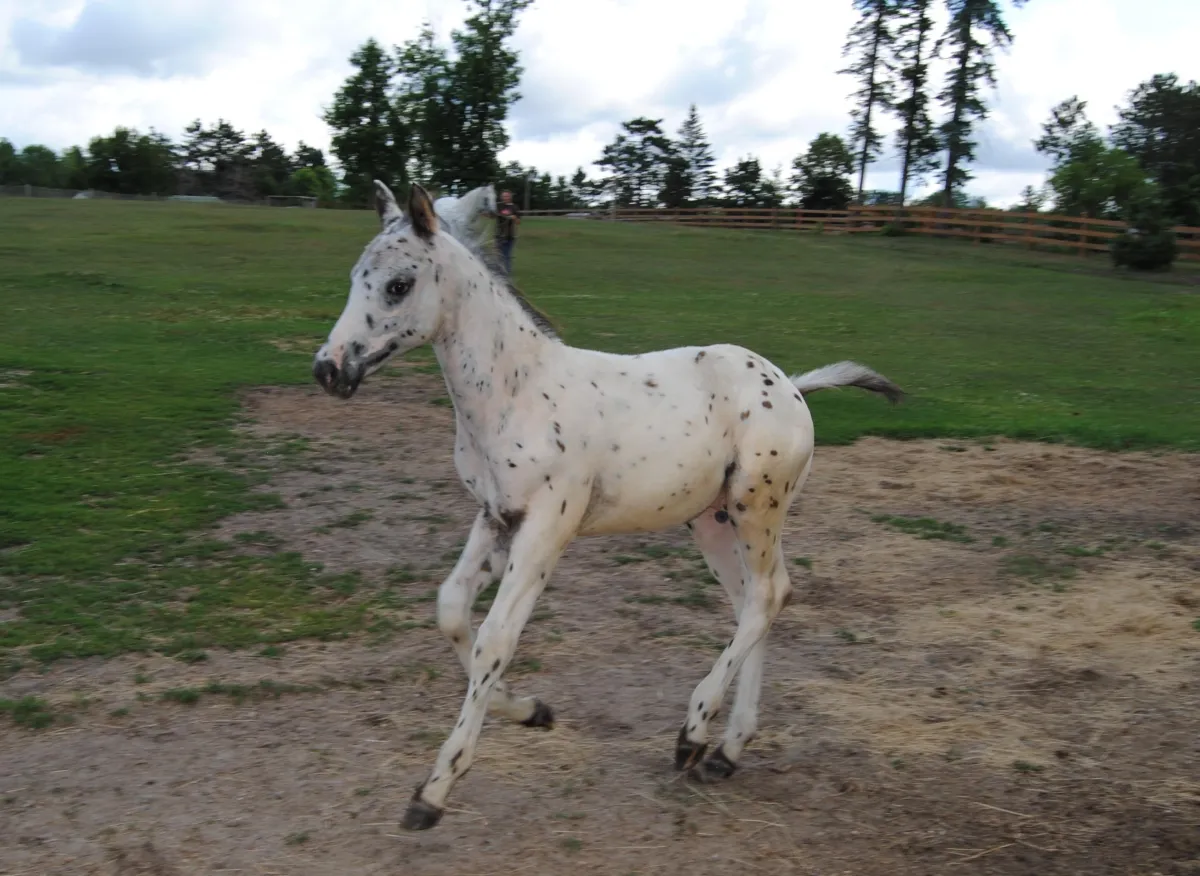 Appaloosa colt Papa Nuksays Fantasie, foaled 4-24-23 by Nuksay, moving with energy, spotted coat shining in open paddock.