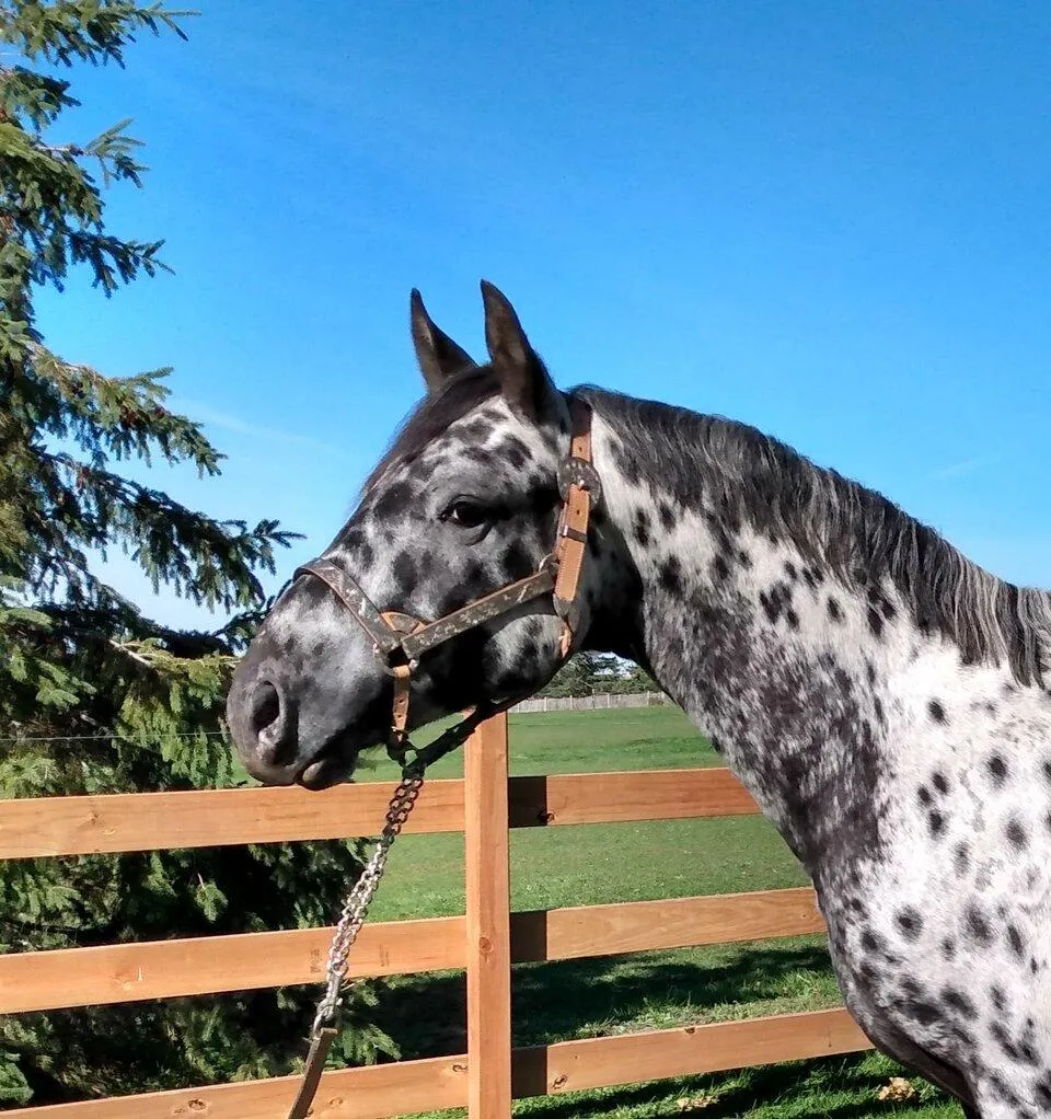 Appaloosa stallion BCA Nuksays Nooksak, foaled 3-13-22 by Nuksay, now standing at Primed 'n Painted Acres in Hill City, MN.