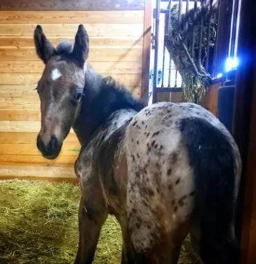 2022 Appaloosa filly HHA Sunday Gossip Mill by Nuksay, owned by HH Appaloosas, bay with blanket and spots, pictured in stall.